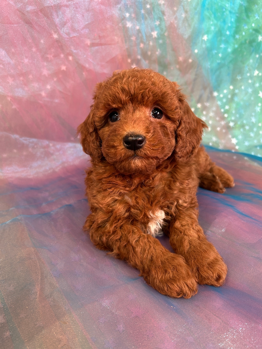 Male Mini Bernedoodle Puppy for Sale DOB 12-29-2024 